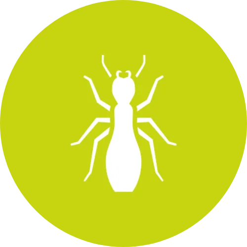 Ants